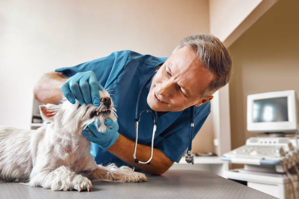Best Walk-In Emergency Dental Services in Tiffin, OH
